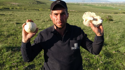 Doğada kendiliğinden yetişiyor, kilosunu 300 liraya satıyorlar