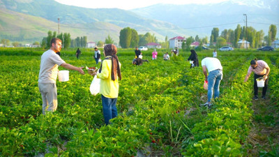 Bu tarlada sınırsızca yemek bedava, götürmek parayla