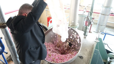 Pembe hazinenin kilosundan 12 bin euro kazanıyorlar
