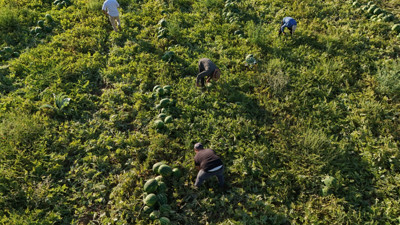 Alabilmek için sıraya giriyorlar: Tarlada kilosu 15, pazarda 30 TL