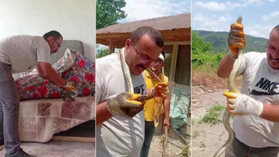 Eve giren yılanı yakalayıp boynuna sardı