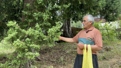 Doğadan topluyor, bin 500 liraya satıyor: Devlet Bahçeli koleksiyonuna ekledi