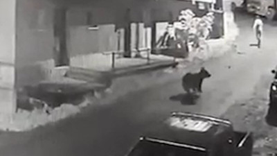Mahalle arasında vatandaşı ayı kovaladı