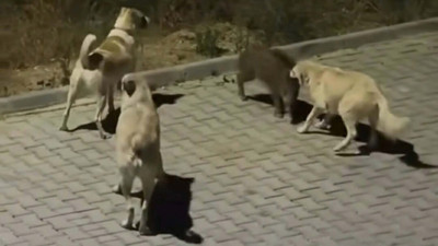 Kuşadası’nda başıboş köpekler yavru yaban domuzuna saldırdı