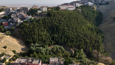 Çöp yığınlarıyla dolu çorak araziyi 31 yılda tek başına ormana dönüştürdü