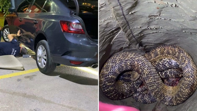Aracının motorunda yılanı gören sürücü soluğu itfaiyede aldı
