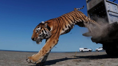 70 yıl sonra ilk: Amur kaplanı doğaya salındı