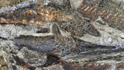 Dinozorların sonuyla ilgili korkunç senaryo: 'Saatler içinde kül oldular'