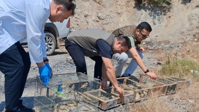 Kaçak saka kuşu avına operasyon: 175 kuş kurtarıldı