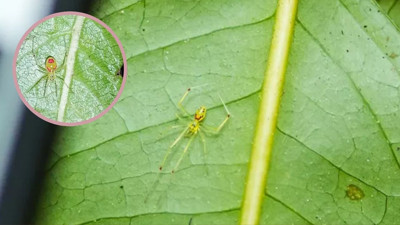 Yeni örümcek türü keşfedildi: Sırtlarındaki desenler dikkat çekti