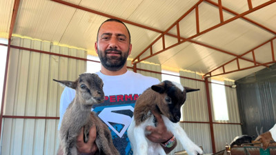 İki cüce keçiyle başladı, 90 başlı sürüye ulaştı