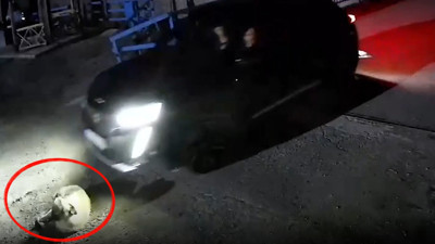 Fabrika girişinde yatan köpeği bilerek ezdi