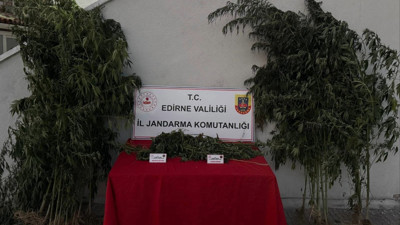 Kamu arazisinde yetiştirdiği Hint kenevirlerini sularken yakalandı