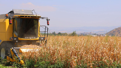 Kahramanmaraş'ta hasadı başladı püskülü bile şifa deposu