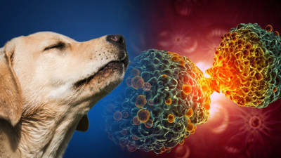 Köpekler kanseri koklayabiliyor mu? Bilim insanlarından şaşırtan yanıt