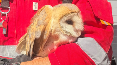 Çatı katında mahsur kalan baykuşun bekleyişinin nedeni ortaya çıktı
