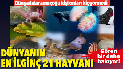 Fotoğraflarını görenler aynı şeyi söylüyor! İşte dünyanın en ilginç 21 hayvanı