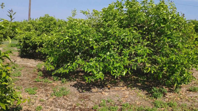 Tarlaya giden 5, markete giden 100 TL'ye alıyor