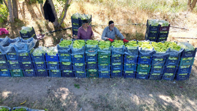 86 yaşındaki çiftçi yetiştirdiği biberle bölgenin ihtiyacını tek başına karşılıyor