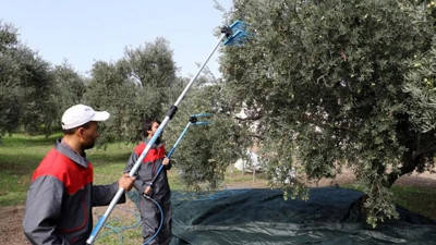 Türkler tadına bile bakamıyor Avrupalı ilaç yerine tüketiyor