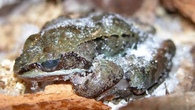 Kara kışta nefes almıyor kalbi atmıyor, yazın canlanıyor