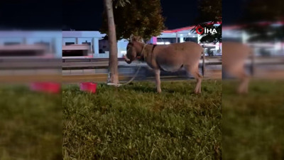 Ağaca bağlanan zavallı eşek terk edildi
