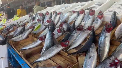 Vatandaşlar akın etti. Palamut bolluğu yaşanıyor