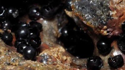 Simsiyah kozalar bulundu. Kayalara tutunmuşlardı