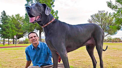 Büyük köpekler daha erken yaşlanıyor! Araştırmada şaşırtan ayrıntı