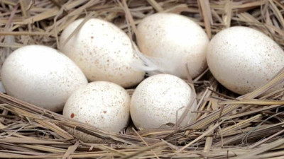 Hindi yumurtasının yararları ortaya çıktı