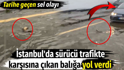 İstanbul'da sürücü trafikte karşısına çıkan balığı görünce yol verdi. Tarihe geçen sel olayı