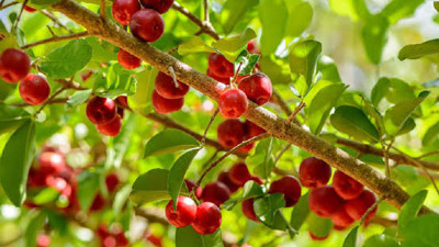 Limondan 48 kat fazla C vitamini var. Bu kirazı alın