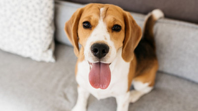 Köpek sahiplerini ilgilendiriyor. Komşular imza toplarsa ne olur?