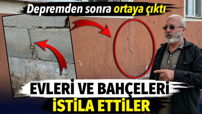 Depremden sonra ortaya çıktı. Evleri ve bahçeleri istila ettiler