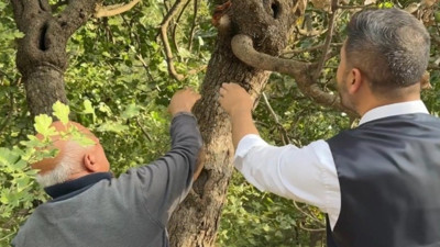 Yüksekova'da "Yetişmez” denilen ağaçlardan fışkırdı. Şimdi hasat ediliyor