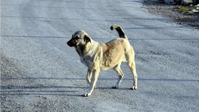 Okul çıkışında köpek saldırdı. Çocuğun başına 15 dikiş atıldı