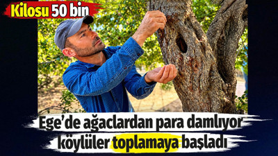 Ege’de ağaçlardan para damlıyor. Köylüler toplamaya başladı. Kilosu 50 bin