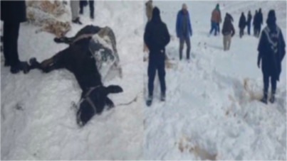 Yayladan dönen sürü tipiye yakalandı: Yüzlerce hayvan öldü!