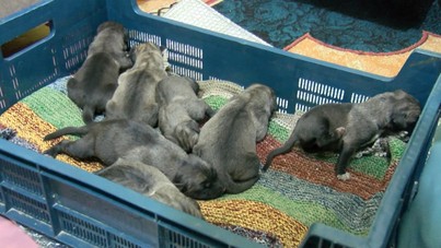 İstanbul'da vahşet: Ağzı bağlı poşette 4’ü ölü, 11 yavru köpek bulundu
