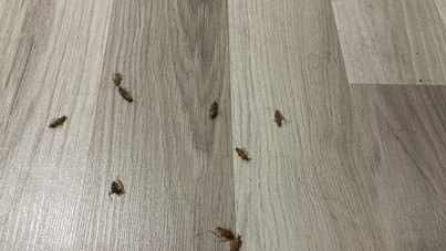 Şehrin göbeğindeki evleri istila ettiler: Ne yapılırsa yapılsın gitmiyorlar