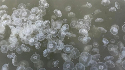 Marmara'da fırsatçı denizanası alarmı: İşte en sorunlu üç bölge