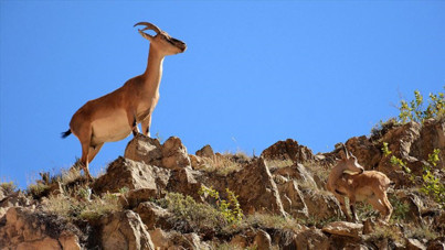 Yaban keçisi avına 660 bin TL ceza