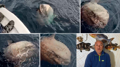 Yunanlılara kafa tutan Türk balıkçı Ege'de 1 tonluk dev yakaladı