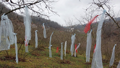 ‘Müslüman çam ağacı süslemez' deyip, fındık bahçesini süsledi