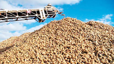 AKP milli ve yerli ama pancar tohumu yabancı