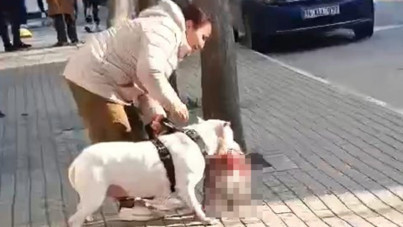 Sokak kedisini öldüren köpeğin sahibi tutuklandı