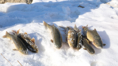 Eksi 13 derecede balık avı: Buzların arasında çıkarıyorlar