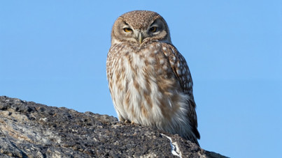 Ağrı Dağı’nın sürpriz misafiri: En küçük baykuş kukumav kameralara yansıdı
