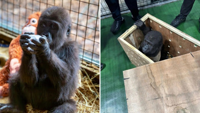 İstanbul Havalimanı'nda bulanan yavru gorilin adı belli oldu