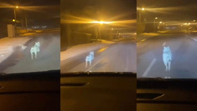 Şehre inen kurdu araçla kovaladı